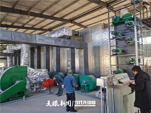 施秉 萬畝魔芋產業升級，深加工與紡紗雙輪驅動